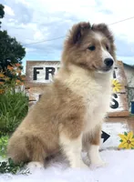 Mindy, a female Shetland Sheepdog for sale in Bloomfield, MO – 4 of 10