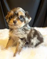 Teeny (Video), a female Miniature Aussiedoodle for sale in Bloomfield, MO – Photo 3 of 10