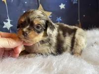 Teeny (Video), a female Miniature Aussiedoodle for sale in Bloomfield, MO – Photo 9 of 10