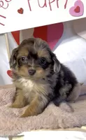 Teeny (Video), a female Miniature Aussiedoodle for sale in Bloomfield, MO – Photo 8 of 10