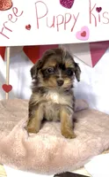 Teeny (Video), a female Miniature Aussiedoodle for sale in Bloomfield, MO – Photo 5 of 10