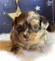 Teeny (Video), a female Miniature Aussiedoodle for sale in Bloomfield, MO – Photo 1 of 10