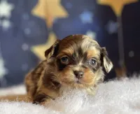 Teeny (Video), a female Miniature Aussiedoodle for sale in Bloomfield, MO – Photo 10 of 10