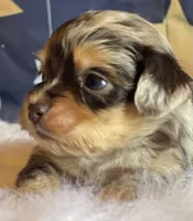 Teeny (Video), a female Miniature Aussiedoodle for sale in Bloomfield, MO – Photo 2 of 10