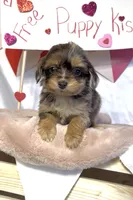 Teeny (Video), a female Miniature Aussiedoodle for sale in Bloomfield, MO – Photo 7 of 10