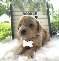 F1bb Mini Carter, a male Goldendoodle and Miniature Goldendoodle for sale in Bloomfield, MO – 7 of 10
