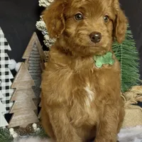 Phoenix Mini/Medium, a male Goldendoodle and Miniature Goldendoodle for sale in Bloomfield, MO – Photo 6 of 10