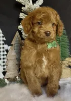 Phoenix Mini/Medium, a male Goldendoodle and Miniature Goldendoodle for sale in Bloomfield, MO – Photo 6 of 10