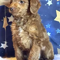 Phoenix Mini/Medium, a male Goldendoodle and Miniature Goldendoodle for sale in Bloomfield, MO – Photo 5 of 10