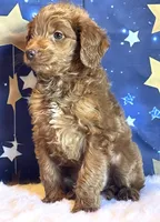 Phoenix Mini/Medium, a male Goldendoodle and Miniature Goldendoodle for sale in Bloomfield, MO – Photo 5 of 10