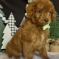 Phoenix Mini/Medium, a male Goldendoodle and Miniature Goldendoodle for sale in Bloomfield, MO – Photo 2 of 10