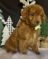 Phoenix Mini/Medium, a male Goldendoodle and Miniature Goldendoodle for sale in Bloomfield, MO – Photo 2 of 10