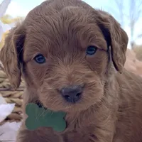 Phoenix Mini/Medium, a male Goldendoodle and Miniature Goldendoodle for sale in Bloomfield, MO – Photo 9 of 10