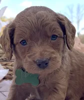 Phoenix Mini/Medium, a male Goldendoodle and Miniature Goldendoodle for sale in Bloomfield, MO – Photo 9 of 10