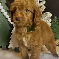 Phoenix Mini/Medium, a male Goldendoodle and Miniature Goldendoodle for sale in Bloomfield, MO – Photo 8 of 10