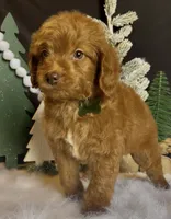Phoenix Mini/Medium, a male Goldendoodle and Miniature Goldendoodle for sale in Bloomfield, MO – Photo 8 of 10