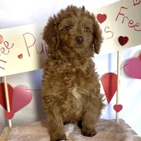 Phoenix Mini/Medium, a male Goldendoodle and Miniature Goldendoodle for sale in Bloomfield, MO – Photo 4 of 10