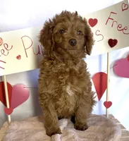 Phoenix Mini/Medium, a male Goldendoodle and Miniature Goldendoodle for sale in Bloomfield, MO – Photo 4 of 10