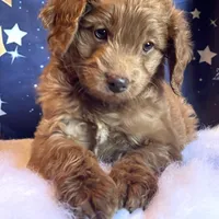 Phoenix Mini/Medium, a male Goldendoodle and Miniature Goldendoodle for sale in Bloomfield, MO – Photo 1 of 10