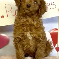 Phoenix Mini/Medium, a male Goldendoodle and Miniature Goldendoodle for sale in Bloomfield, MO – Photo 3 of 10