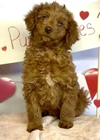 Phoenix Mini/Medium, a male Goldendoodle and Miniature Goldendoodle for sale in Bloomfield, MO – Photo 3 of 10