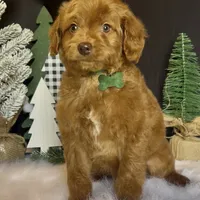 Phoenix Mini/Medium, a male Goldendoodle and Miniature Goldendoodle for sale in Bloomfield, MO – Photo 7 of 10