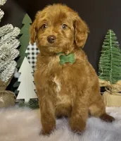 Phoenix Mini/Medium, a male Goldendoodle and Miniature Goldendoodle for sale in Bloomfield, MO – Photo 7 of 10