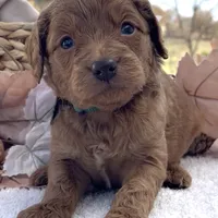 Phoenix Mini/Medium, a male Goldendoodle and Miniature Goldendoodle for sale in Bloomfield, MO – Photo 10 of 10