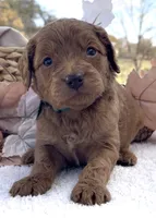 Phoenix Mini/Medium, a male Goldendoodle and Miniature Goldendoodle for sale in Bloomfield, MO – Photo 10 of 10