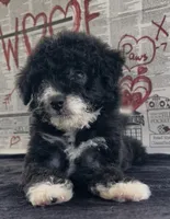 Onyx (Videos) , a female Miniature Aussiedoodle for sale in Bloomfield, MO – 8 of 10