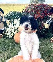 Tulsa (videos) , a female Miniature Aussiedoodle for sale in Bloomfield, MO – 2 of 10