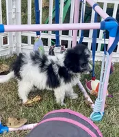 Ansley Video, a female Miniature Aussiedoodle for sale in Bloomfield, MO – 6 of 10