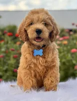 Luke, a male Miniature Goldendoodle for sale in Bloomfield, MO – Photo 8 of 10