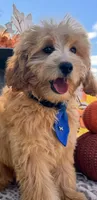 Luke, a male Miniature Goldendoodle for sale in Bloomfield, MO – Photo 5 of 10