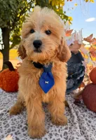 Luke, a male Miniature Goldendoodle for sale in Bloomfield, MO – Photo 1 of 10