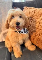 Luke, a male Miniature Goldendoodle for sale in Bloomfield, MO – Photo 3 of 10