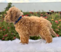 Luke, a male Miniature Goldendoodle for sale in Bloomfield, MO – Photo 9 of 10