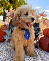 Luke, a male Miniature Goldendoodle for sale in Bloomfield, MO – Photo 6 of 10