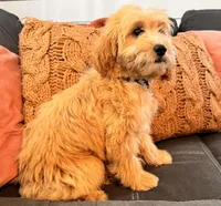 Luke, a male Miniature Goldendoodle for sale in Bloomfield, MO – Photo 4 of 10