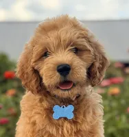 Luke, a male Miniature Goldendoodle for sale in Bloomfield, MO – Photo 7 of 10