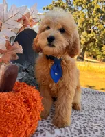 Luke, a male Miniature Goldendoodle for sale in Bloomfield, MO – Photo 2 of 10