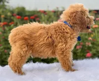 Luke, a male Miniature Goldendoodle for sale in Bloomfield, MO – Photo 10 of 10