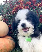 Jasper Videos, a male Miniature Aussiedoodle for sale in Bloomfield, MO – 3 of 10