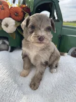 Mini Riley, a female Miniature Aussiedoodle for sale in Bloomfield, MO – Photo 7 of 10