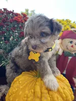 Mini Riley, a female Miniature Aussiedoodle for sale in Bloomfield, MO – Photo 2 of 10