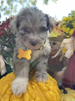 Mini Riley, a female Miniature Aussiedoodle for sale in Bloomfield, MO – Photo 3 of 10