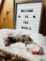 Mini Riley, a female Miniature Aussiedoodle for sale in Bloomfield, MO – Photo 10 of 10