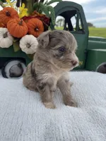 Mini Riley, a female Miniature Aussiedoodle for sale in Bloomfield, MO – Photo 4 of 10