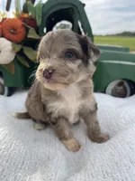 Mini Riley, a female Miniature Aussiedoodle for sale in Bloomfield, MO – Photo 6 of 10