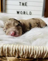 Mini Riley, a female Miniature Aussiedoodle for sale in Bloomfield, MO – Photo 8 of 10